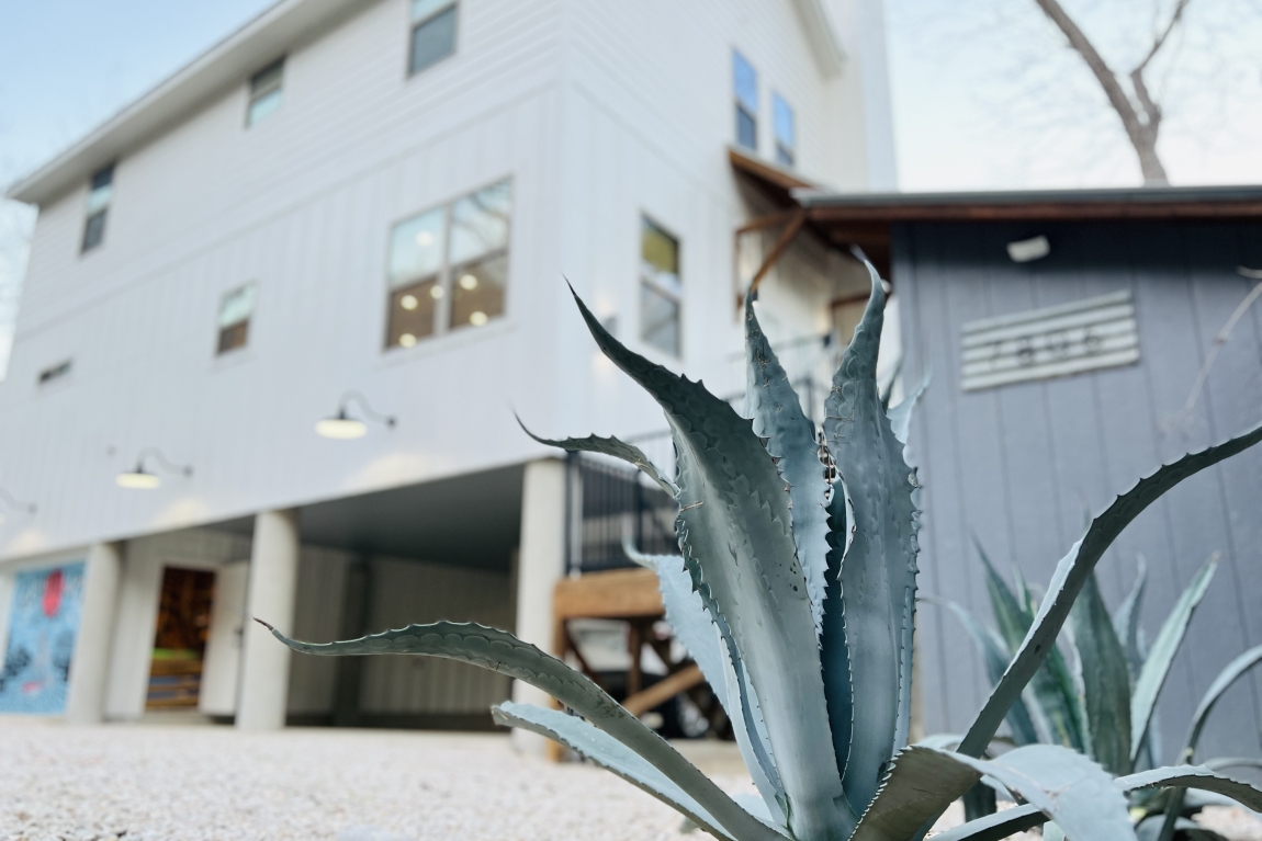 agave