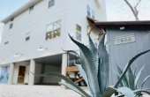 agave